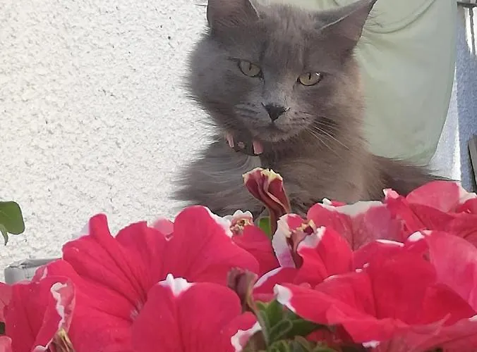 Vacanze Da Tiffany - Marmore Falls Appartamento